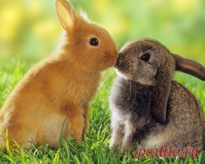 «Милые зайчата» — карточка пользователя Дмитрий К. в Яндекс.Коллекциях