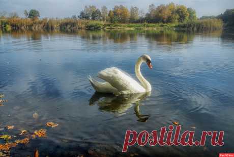 Фотолюбитель Александр Евтюгин. Фото животных. Фотосайт Расфокус.ру