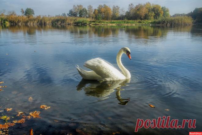 Фотолюбитель Александр Евтюгин. Фото животных. Фотосайт Расфокус.ру