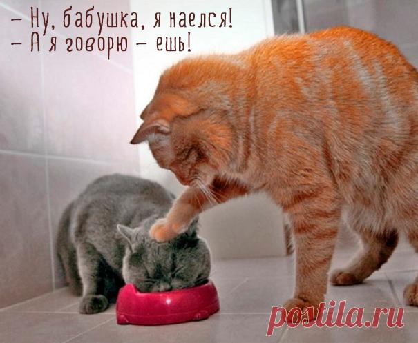 Картинки этих смешных котов развеселят вас за 1 минуту