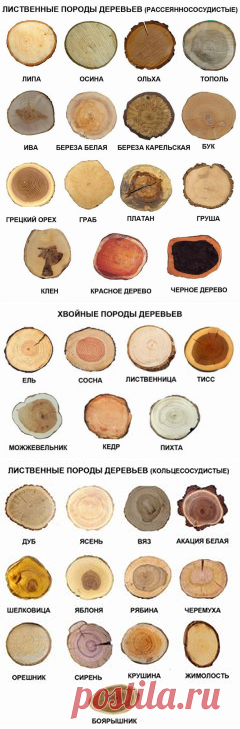 Полезная информация по фактуре дерева