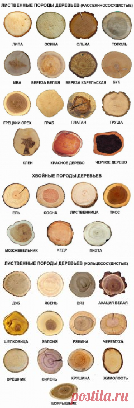 Полезная информация по фактуре дерева