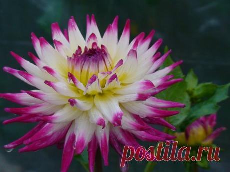 Как правильно посадить клубни георгины | ЖЕНСКИЙ МИР