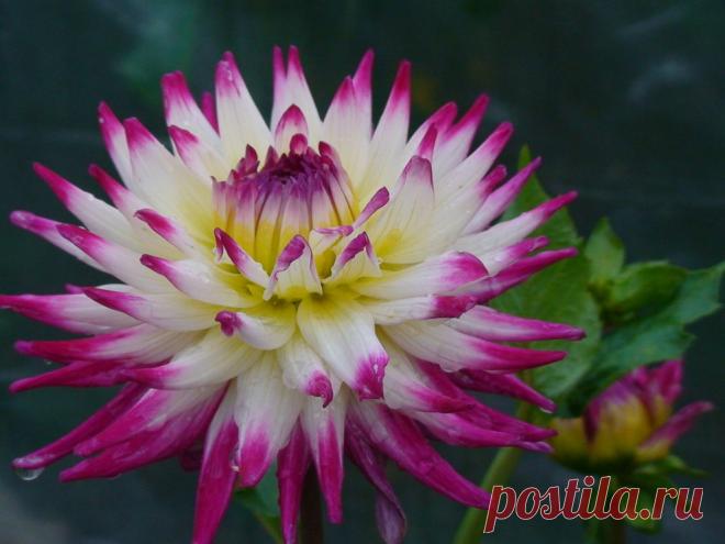 Как правильно посадить клубни георгины | ЖЕНСКИЙ МИР