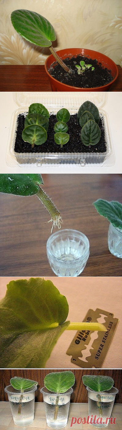 Распространенные ошибки при размножении фиалки листом