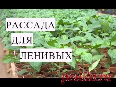 РАССАДА ДЛЯ ЛЕНИВЫХ. Выращивание ПЕРЦА БЕЗ ПИКИРОВКИ.
