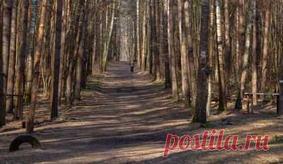 Nature - wildlife photos, forest photos, nature panoramas - Sight.Photo