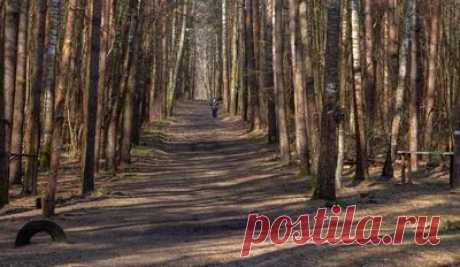 Nature - wildlife photos, forest photos, nature panoramas - Sight.Photo
