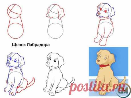 Как нарисовать собаку поэтапно с фото и видео!