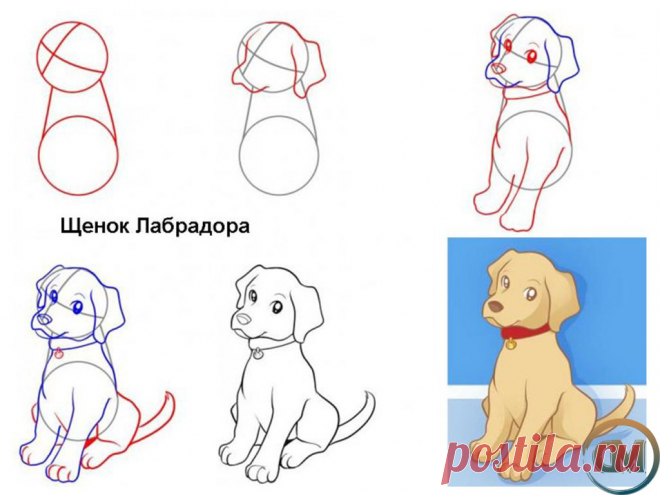 Как нарисовать собаку поэтапно с фото и видео!