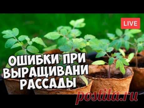 Основные ошибки при выращивании рассады 🌟 ТОП 11 🌟 Мастер класс в прямом эфире