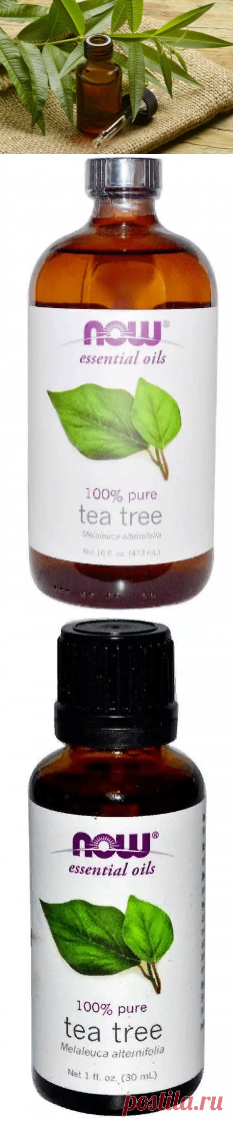 Масло чайного дерева — свойства и использование в косметике