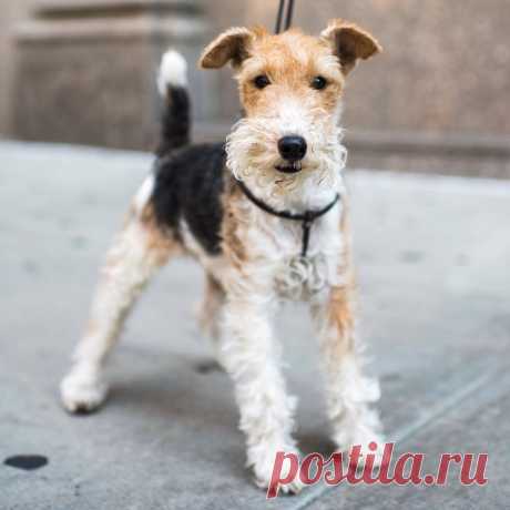 Порода собак фокстерьер