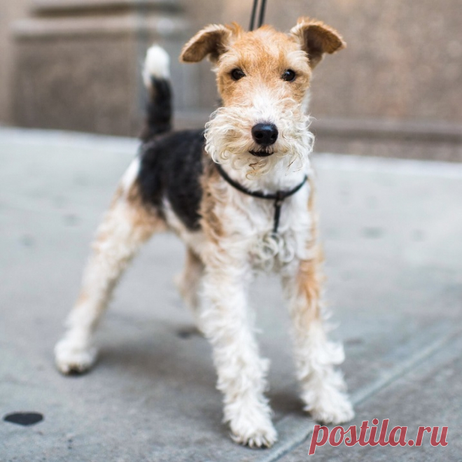 Порода собак фокстерьер