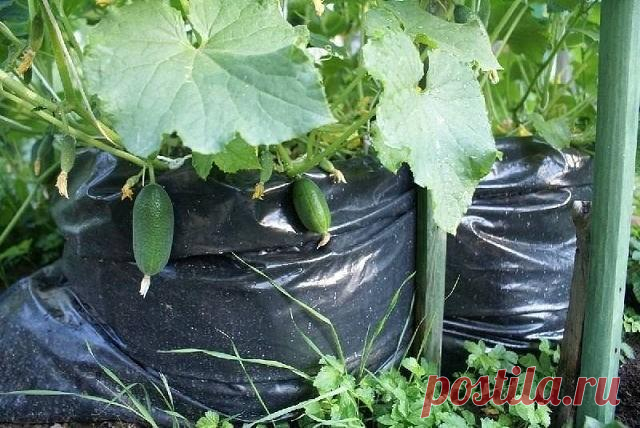 1000 ОГУРЦОВ НА ОДНОМ КВАДРАТНОМ МЕТРЕ - ОГУРЦЫ ИЗ МЕШКА!