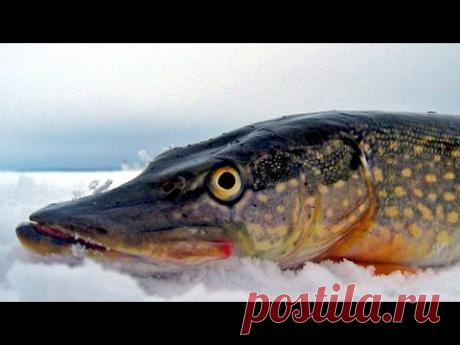 Супер уловистый монтаж для жерлиц и кружков.