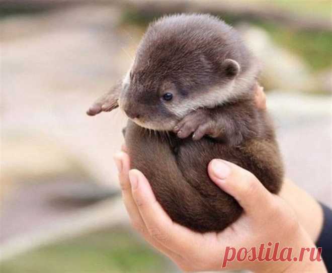 15 крошечных животных, которые помещаются на ладошке