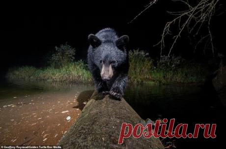 Победители фотоконкурса «Золотая черепаха»