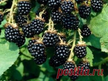 ЕЖЕВИКА - СОРТА НА ЛЮБОЙ ВКУС, ВЫБИРАЕМ САМЫЙ ПОДХОДЯЩ - Садоводка