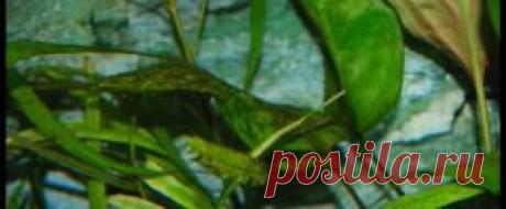 Растения аквариумные