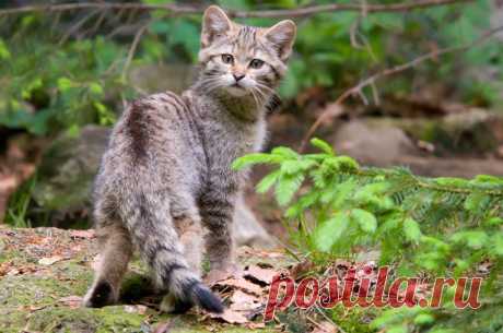 Wildkatze (Felis silvestris) - Naturbild-Galerie: Wildkatze - Fokusnatur Naturfotografie