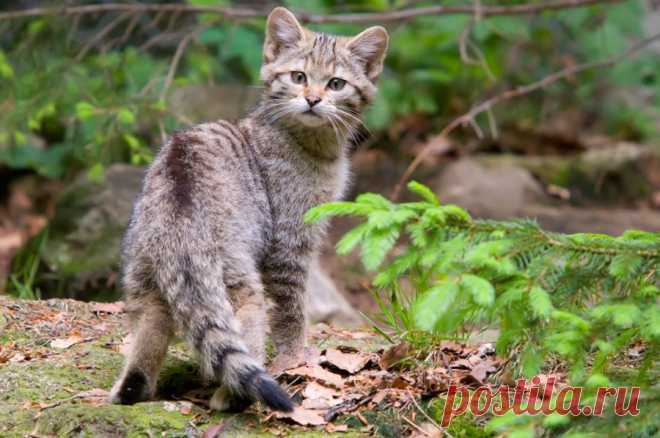 Wildkatze (Felis silvestris) - Naturbild-Galerie: Wildkatze - Fokusnatur Naturfotografie