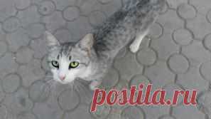 (48) Одноклассники