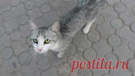 (48) Одноклассники