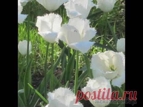 Ежегодный фестиваль тюльпанов в Санкт-Петрбурге