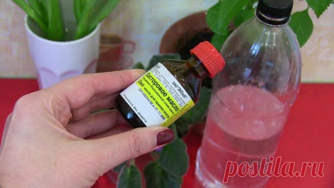 Мой проверенный рецепт подкормки домашних растений, чтобы они цвели пышно | Только для Женщин