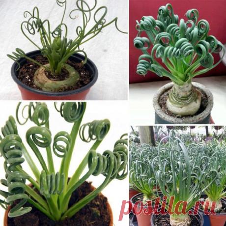 Альбука спиральная