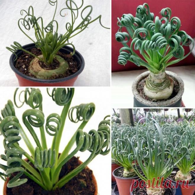 Альбука спиральная