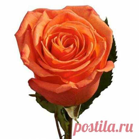 Тест - Выбранная вами роза, может многое о вас рассказать/Оранжевая роза

Те, кто выбирает оранжевую розу, обычно являются очень эмоциональными людьми. 

Вы чувствительны и сострадательны, легко читаете эмоции окружающих вас людей и хотите привнести в этот мир радость и счастье.

Вы также цените своих друзей и готовы пожертвовать ради них буквально всем. 

Но не забывайте, что дружба вещь двусторонняя, и настоящие друзья должны заботиться о вас так же, как и вы о них. Не п...