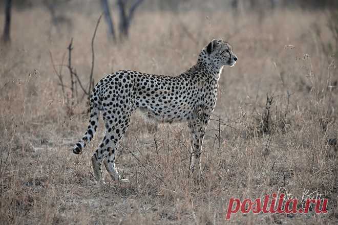 Cheetah Hunting Central Kruger is Cheetah Country and the S36 north Section is the best spot for getting them early in the day ..Hunting here