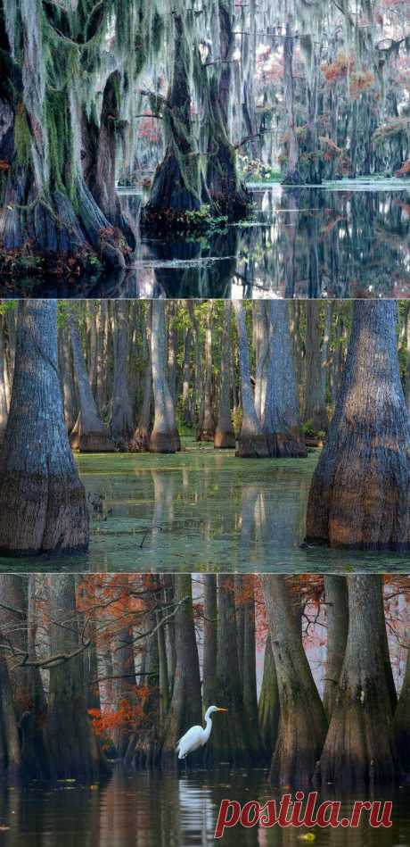 Сказочные кипарисы на озере Каддо в Техасе, США (30 фото)