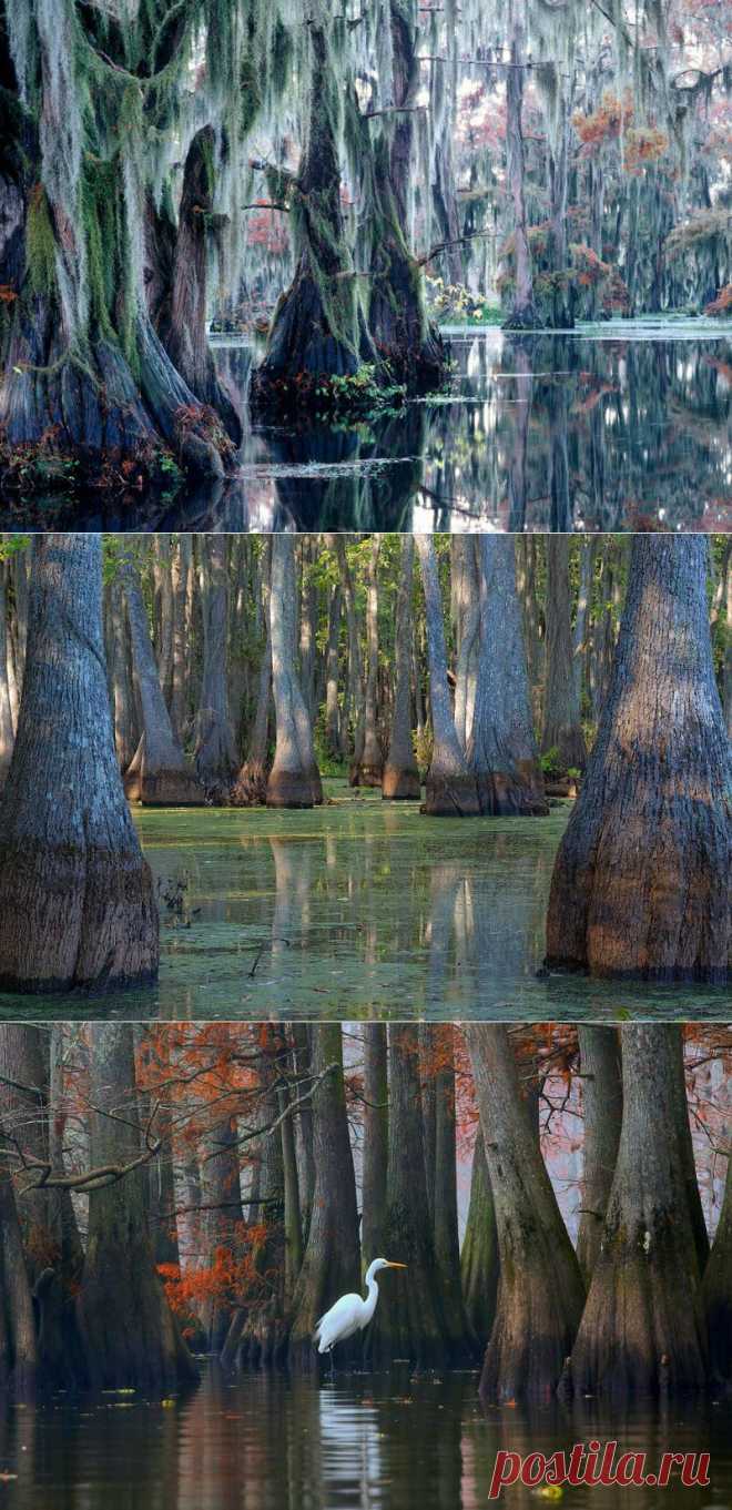 Сказочные кипарисы на озере Каддо в Техасе, США (30 фото)