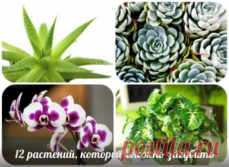 12 растений, которые сложно загубить | Мир женщины