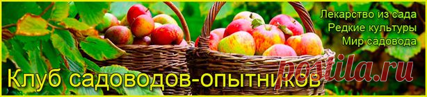 Янтарная кислота и её применение в растениеводстве - Сады Сибири