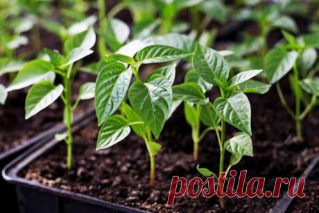 Лучшие удобрения для корневой системы рассады перца, чем ее подкормить