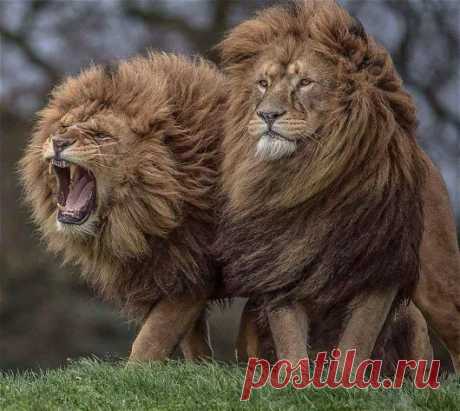 Animals - Google+