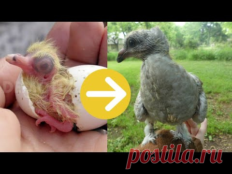 Growth of a baby pigeon: from hatching to 6 weeks old - YouTube