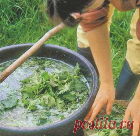 Усиленное питание роз весной для пышного цветения