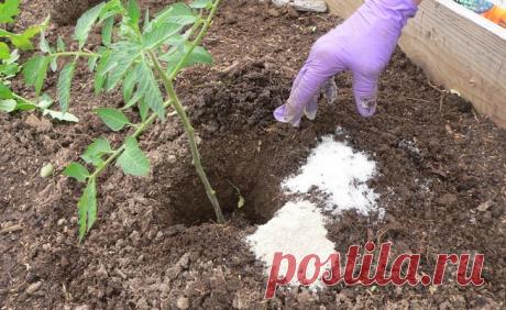 Ovo svaki vrtlar treba da zna: Evo šta se dešava sa biljkom ako je pospete sa malo OVE soli! – Izaberi Zdravo