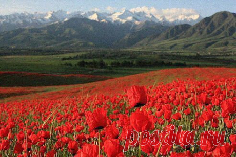 Родной Кыргызстан !!!! Швейцария отдыхает
Татьяна Денисенко (Вагнер)

Маки, маки , красные маки !  Наша Родина К Ы Р Г Ы З С Т А Н !!!
