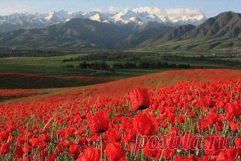 Родной Кыргызстан !!!! Швейцария отдыхает
Татьяна Денисенко (Вагнер)

Маки, маки , красные маки !  Наша Родина К Ы Р Г Ы З С Т А Н !!!