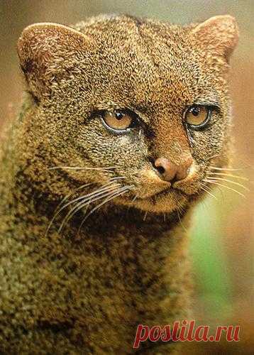 Музей исцеляющих кошек-фото №6