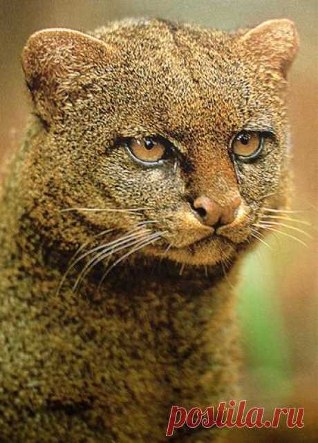 Музей исцеляющих кошек-фото №6