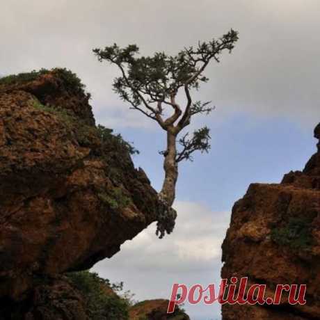 Вцепимся корнями!