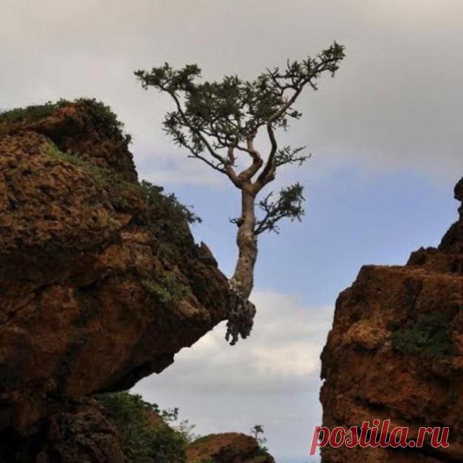 Вцепимся корнями!