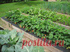 Одноклассники